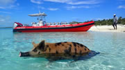 Swim with the pigs in Freeport Bahamas
